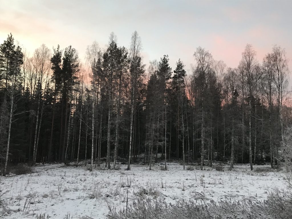 Skog. Vinter. Klimat.