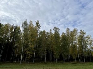 Höst hemma skog
