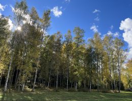Skog hemma höst