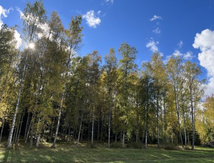 Skog hemma höst